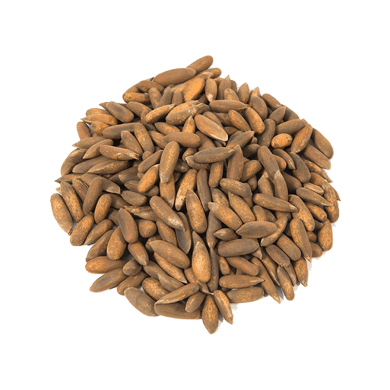 Pine Nuts (In shell)